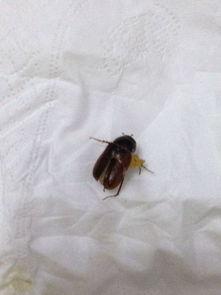 黑壳吃小瓜虫,揭秘小瓜虫克星