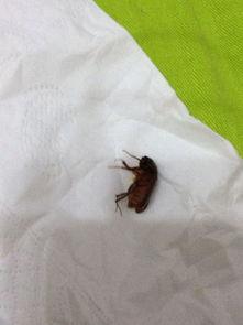 黑壳吃小瓜虫,揭秘小瓜虫克星