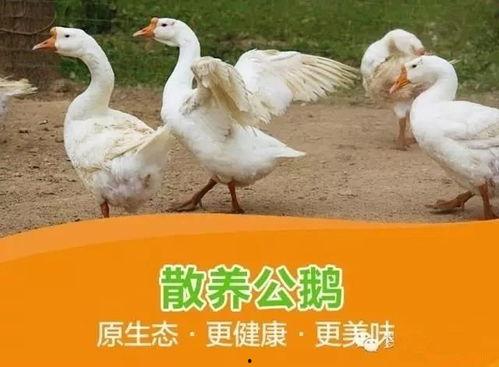 鹅厂爆料吃瓜,揭秘娱乐圈幕后真相，吃瓜群众狂欢时刻！