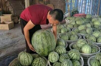 近期热门吃瓜事件宣威,揭秘近期热门吃瓜事件背后的真相