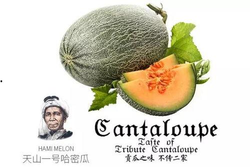 吃瓜热门往期内容,回顾往期精彩，揭秘娱乐圈幕后故事