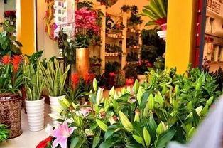 近期热门吃瓜事件花店,揭秘近期热门吃瓜事件背后的花语秘密