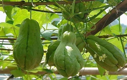 吃佛手瓜大便黑,佛手瓜饮食与大便颜色变化的奥秘解析